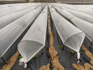 Plantación de fresón protegida