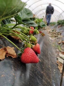 Cultivo fresón en invernadero